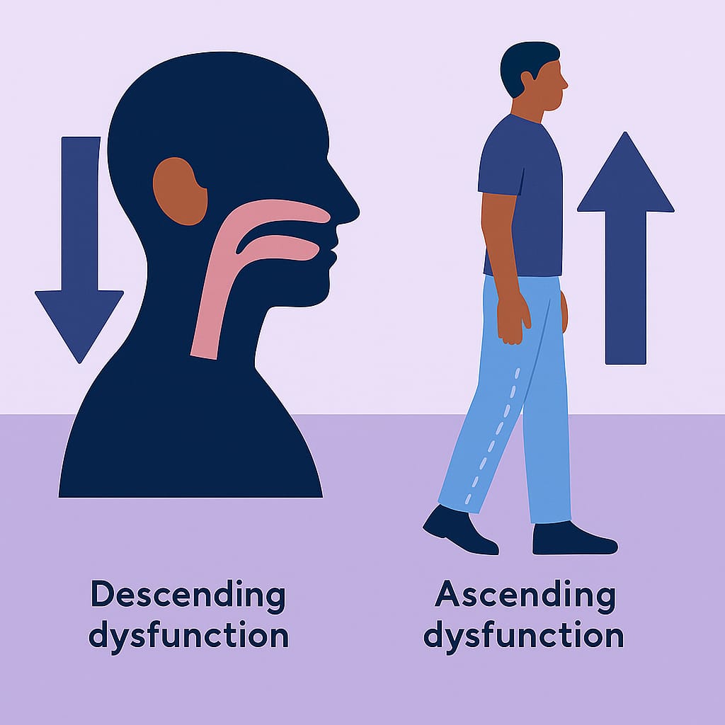 Understanding the Full-Body Connection Behind Airway Issues